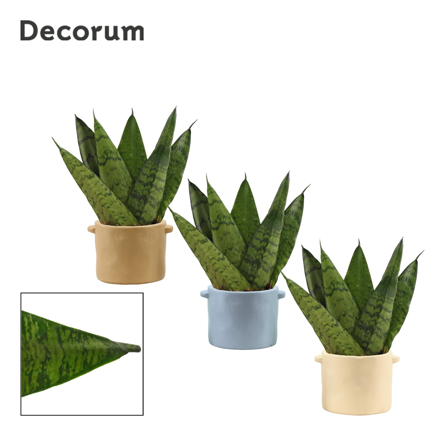 Sansevieria Zeylanica 15cm 6cm Pot