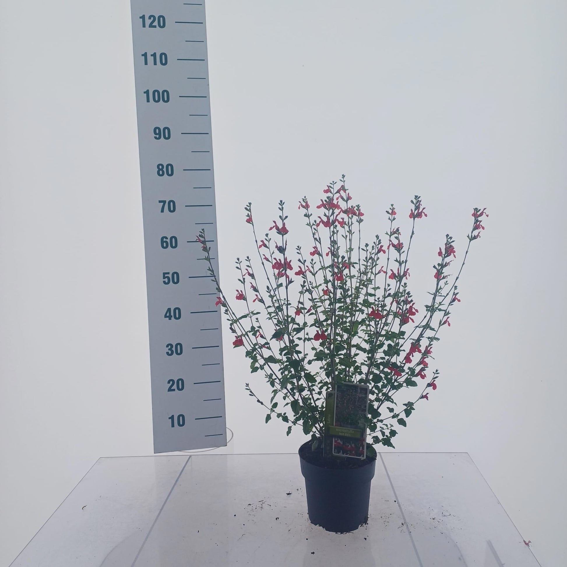 Salvia mic. Hot Lips 70cm 17cm Pot