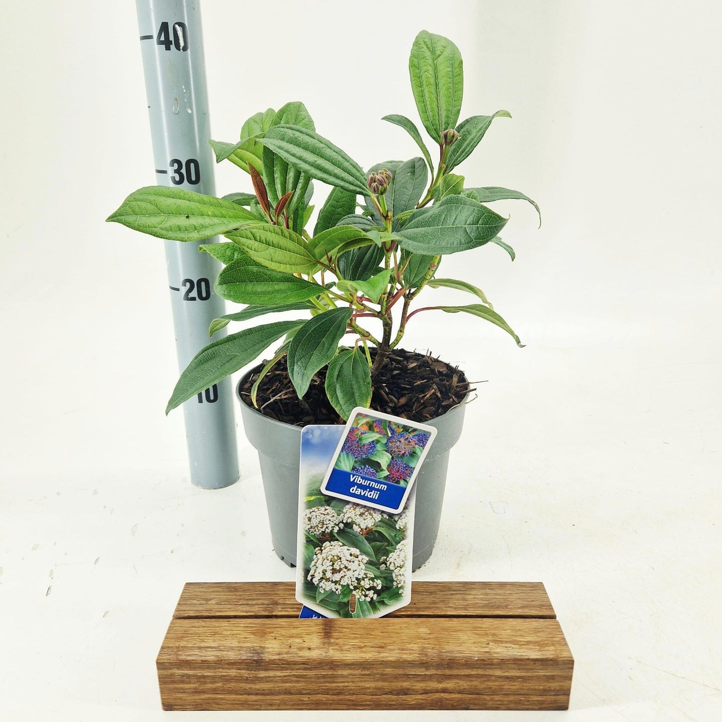 Viburnum davidii 30cm 19cm Pot