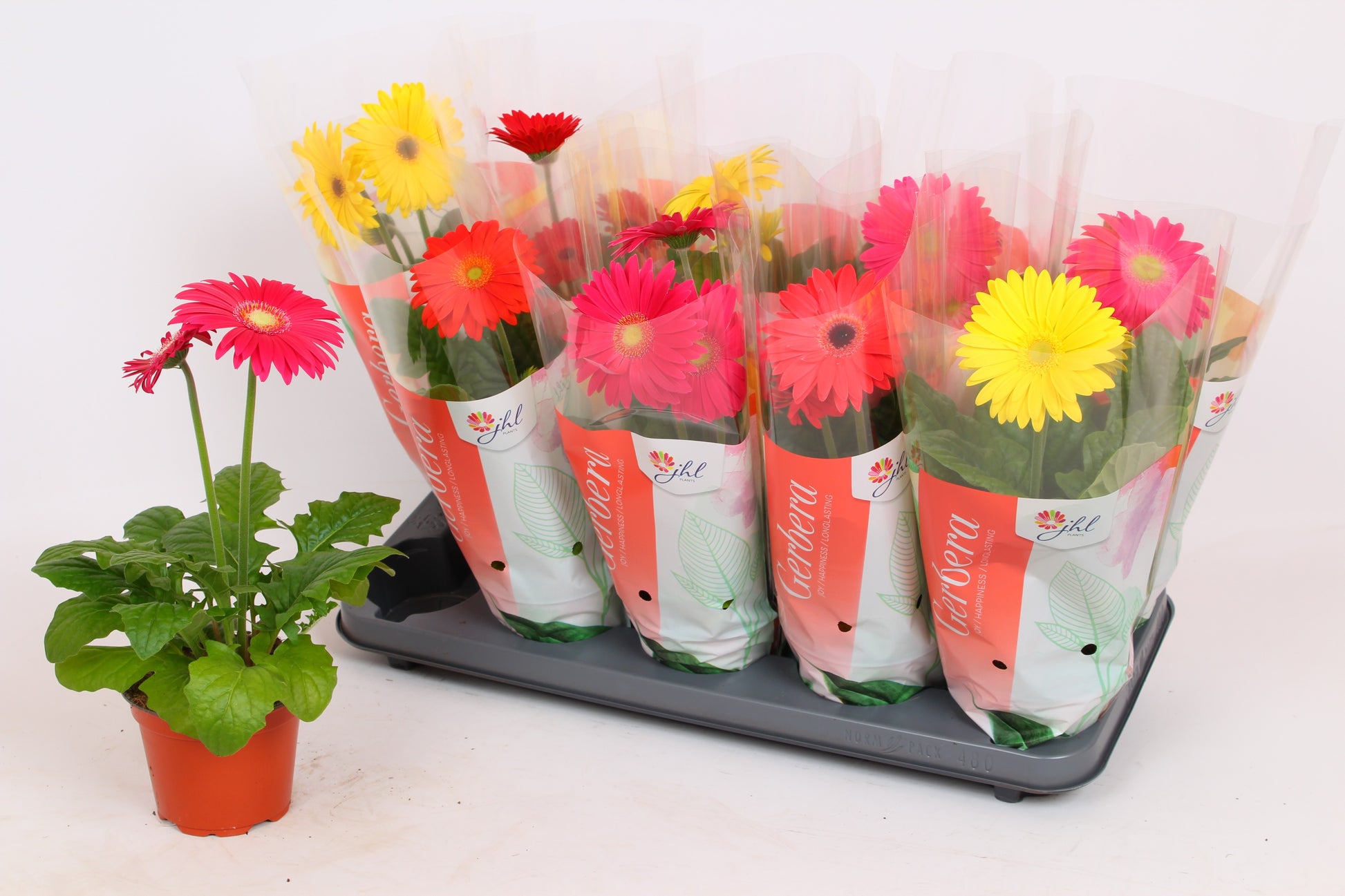 Gerbera Colourgame mix 40cm 12cm Pot