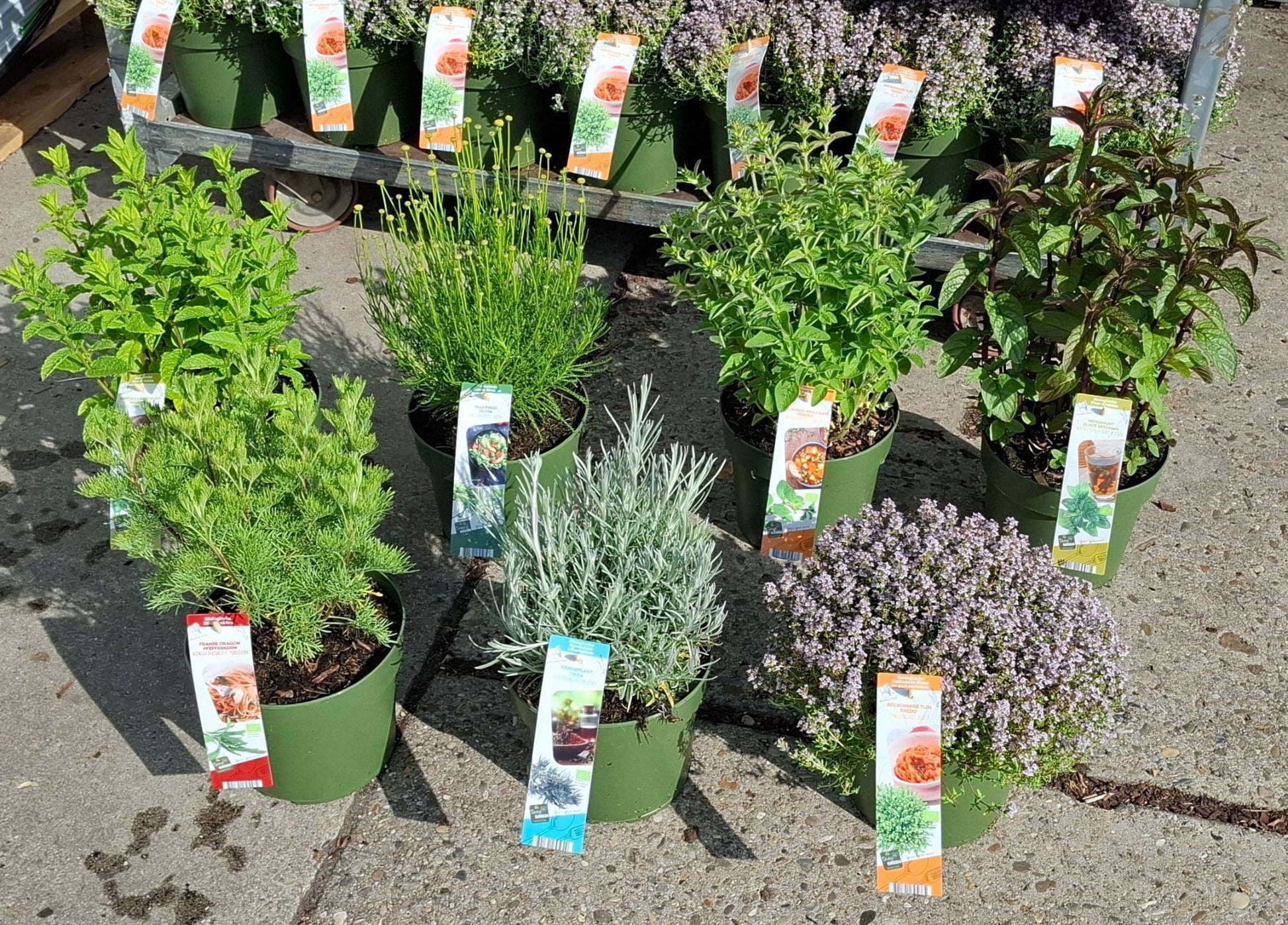Garden Herbs mix 50cm 19cm Pot