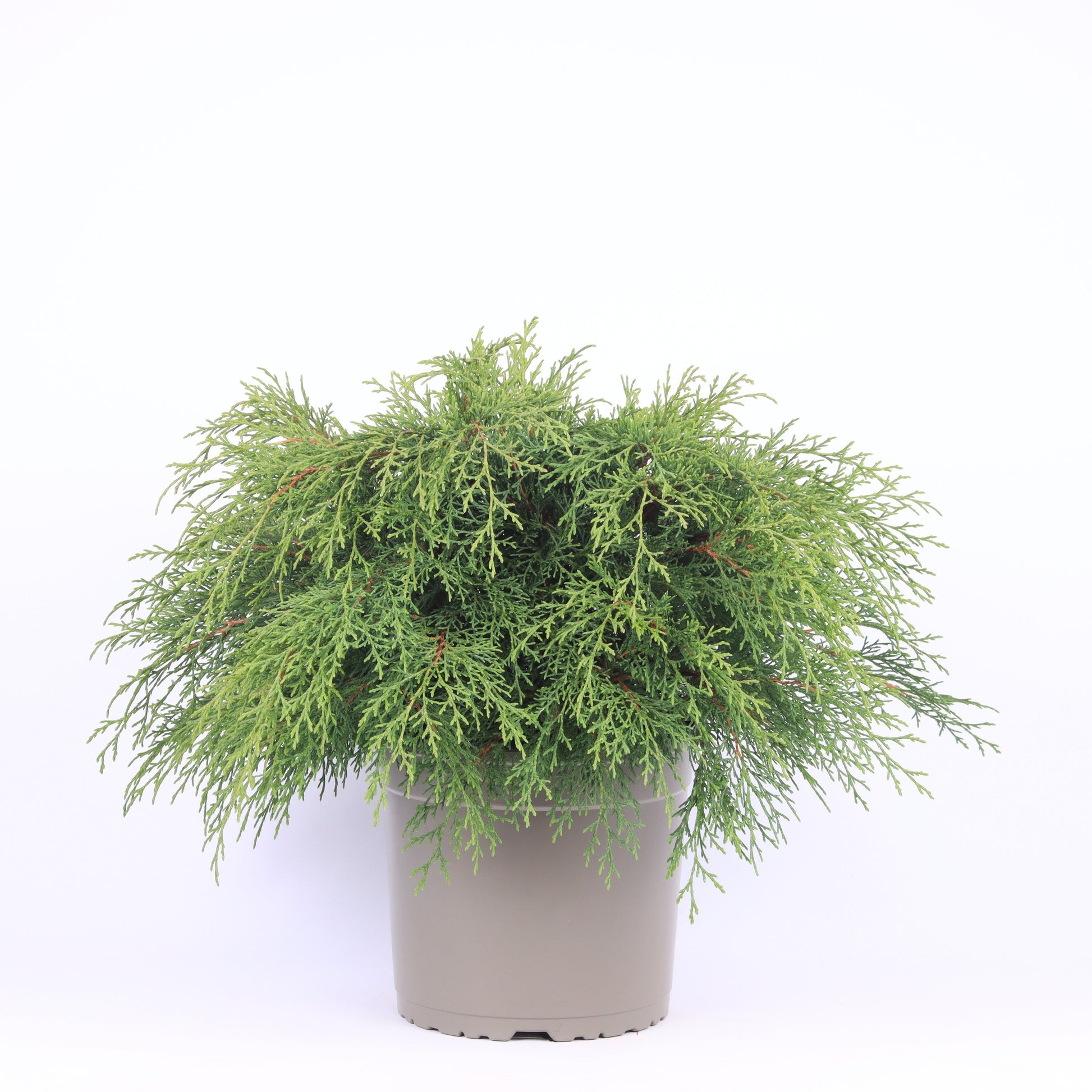 Microbiota decussata 45cm 23cm Pot