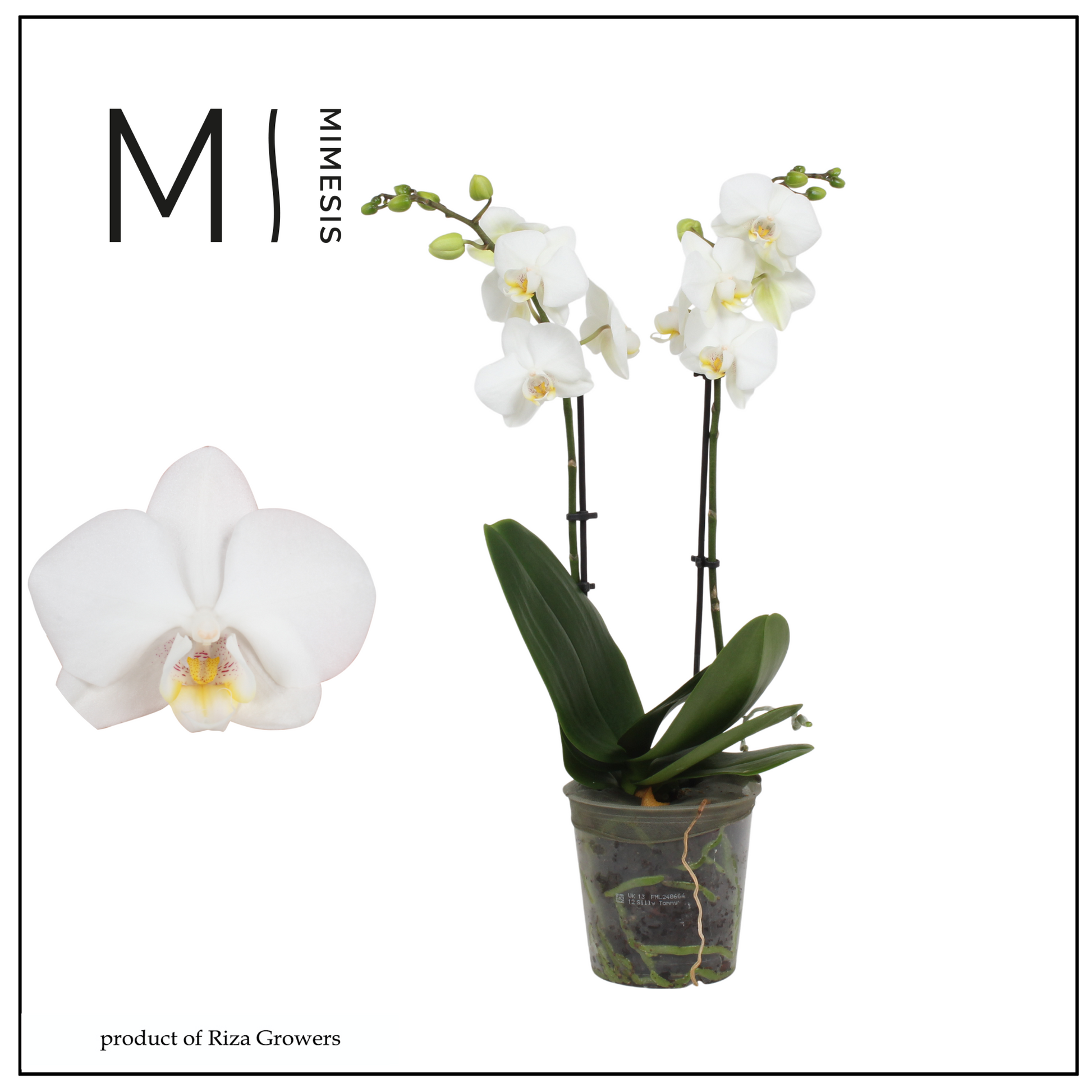 Phalaenopsis mf. Silly Tommy 50cm 12cm Pot