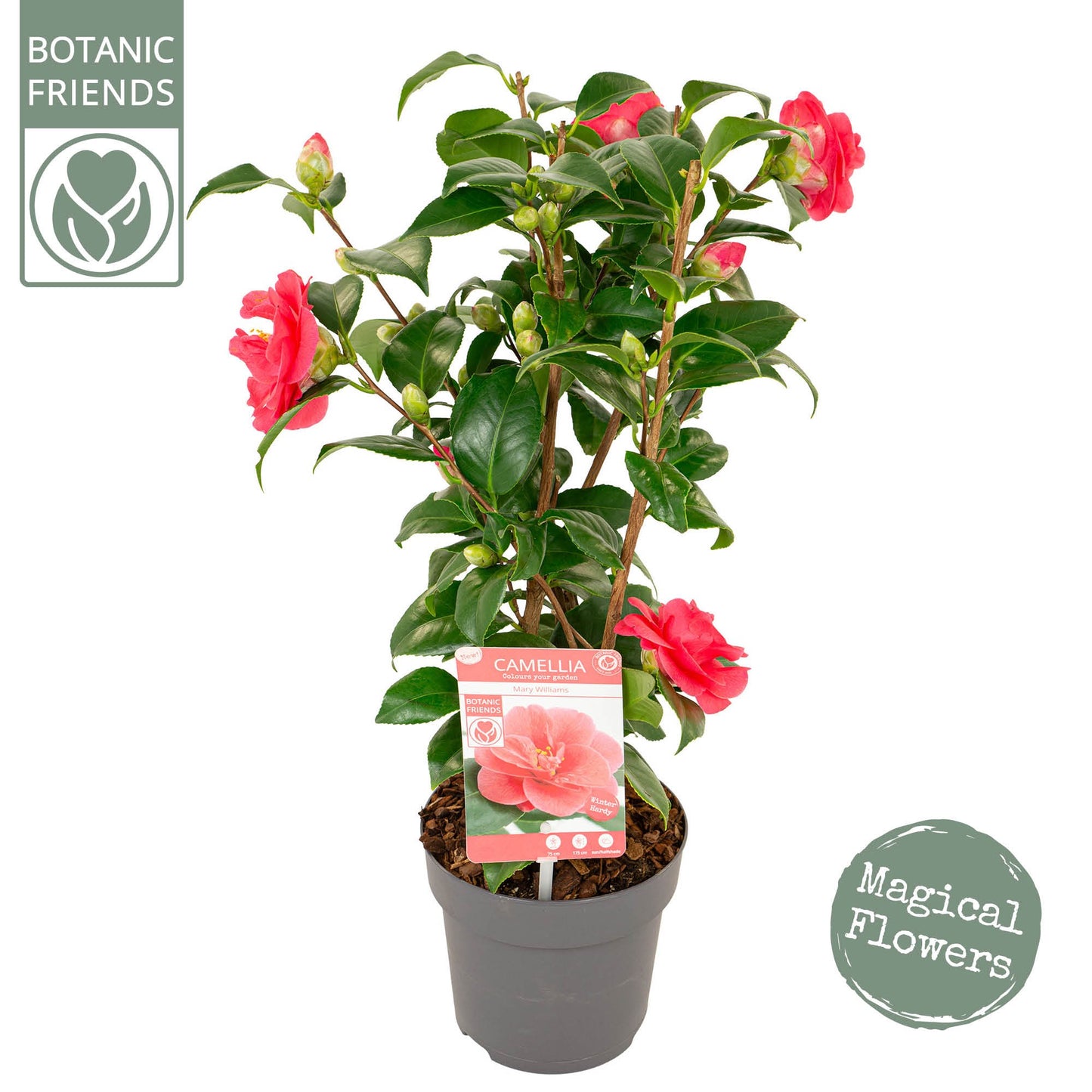 Camellia Mary Williams 45cm 15cm Pot
