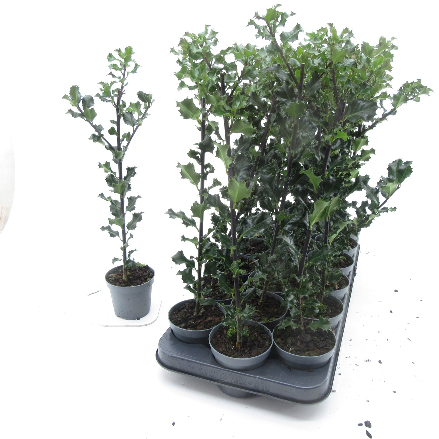 Ilex meserveae Blue Angel 45cm 9cm Pot