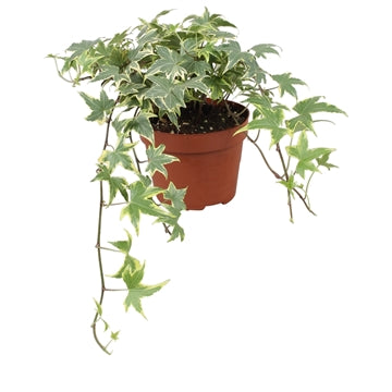 Vireo-Hedera plant BV Hedera helix Yellow Ripple Pack of 8