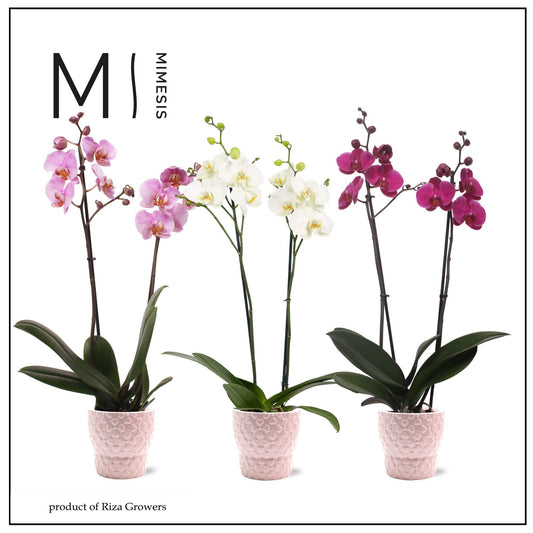 Phalaenopsis mix 70cm 12cm Pot