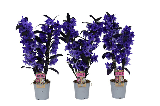 Dendrobium Apollon painted 50cm 12cm Pot