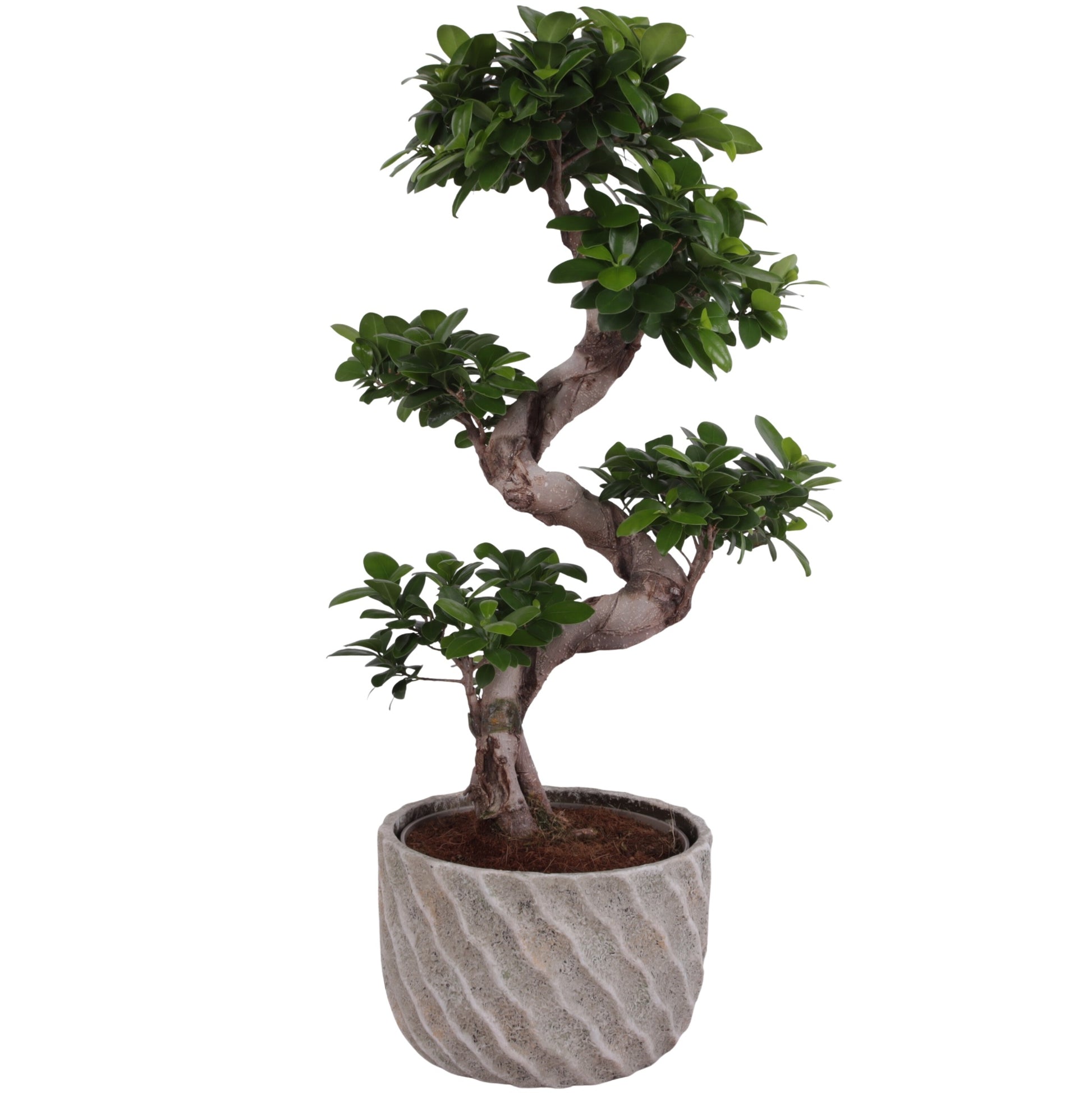 Ficus Ginseng 70cm 26cm Pot