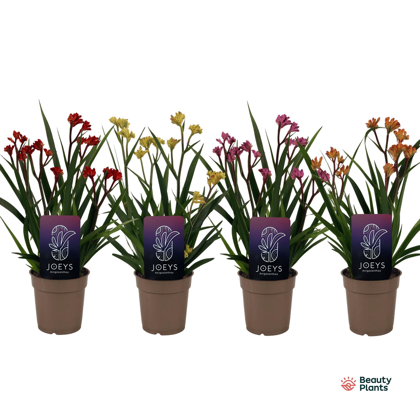 Anigozanthos Beauty Mix in Tray 40cm 12cm Pot
