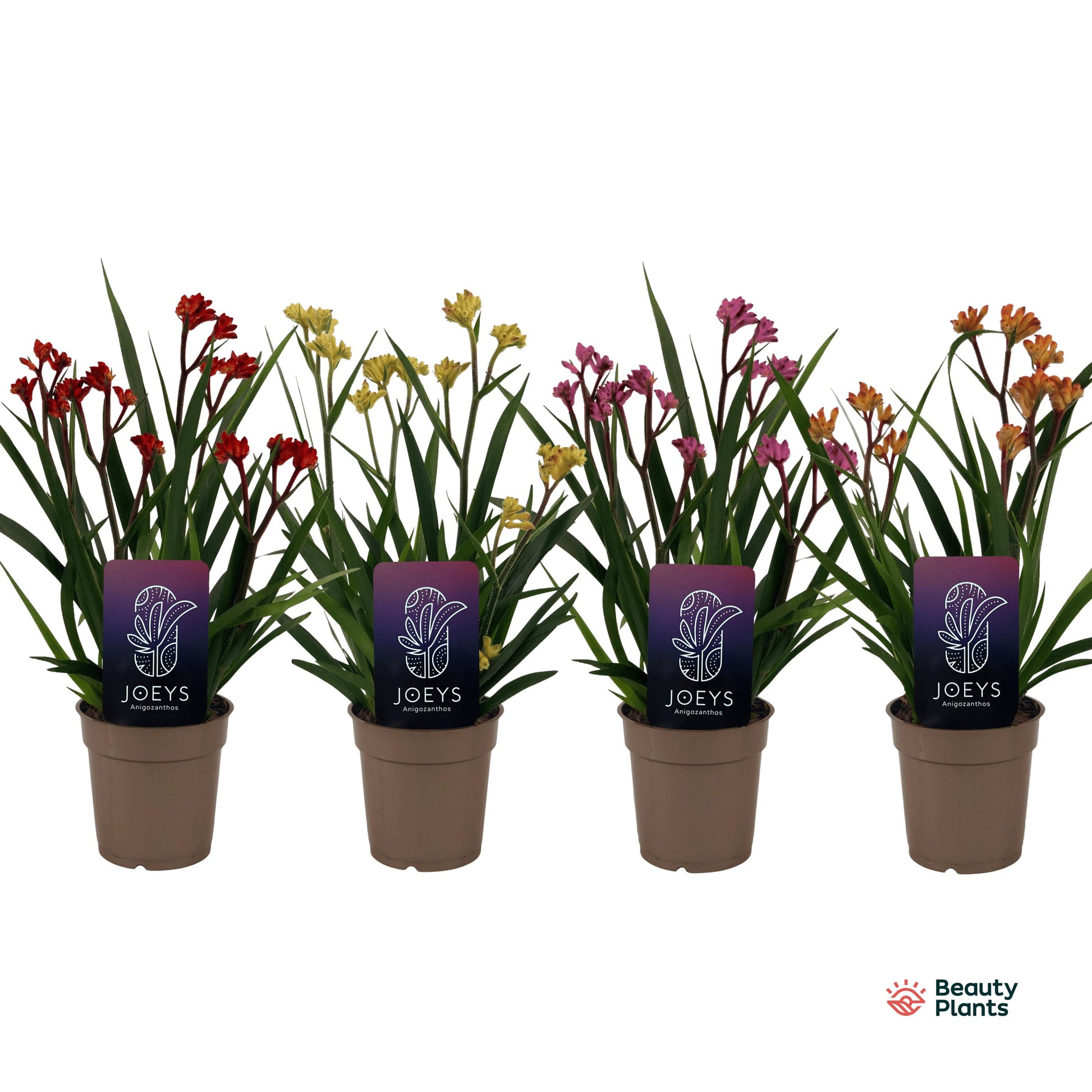 Anigozanthos Beauty Mix in Tray 40cm 12cm Pot