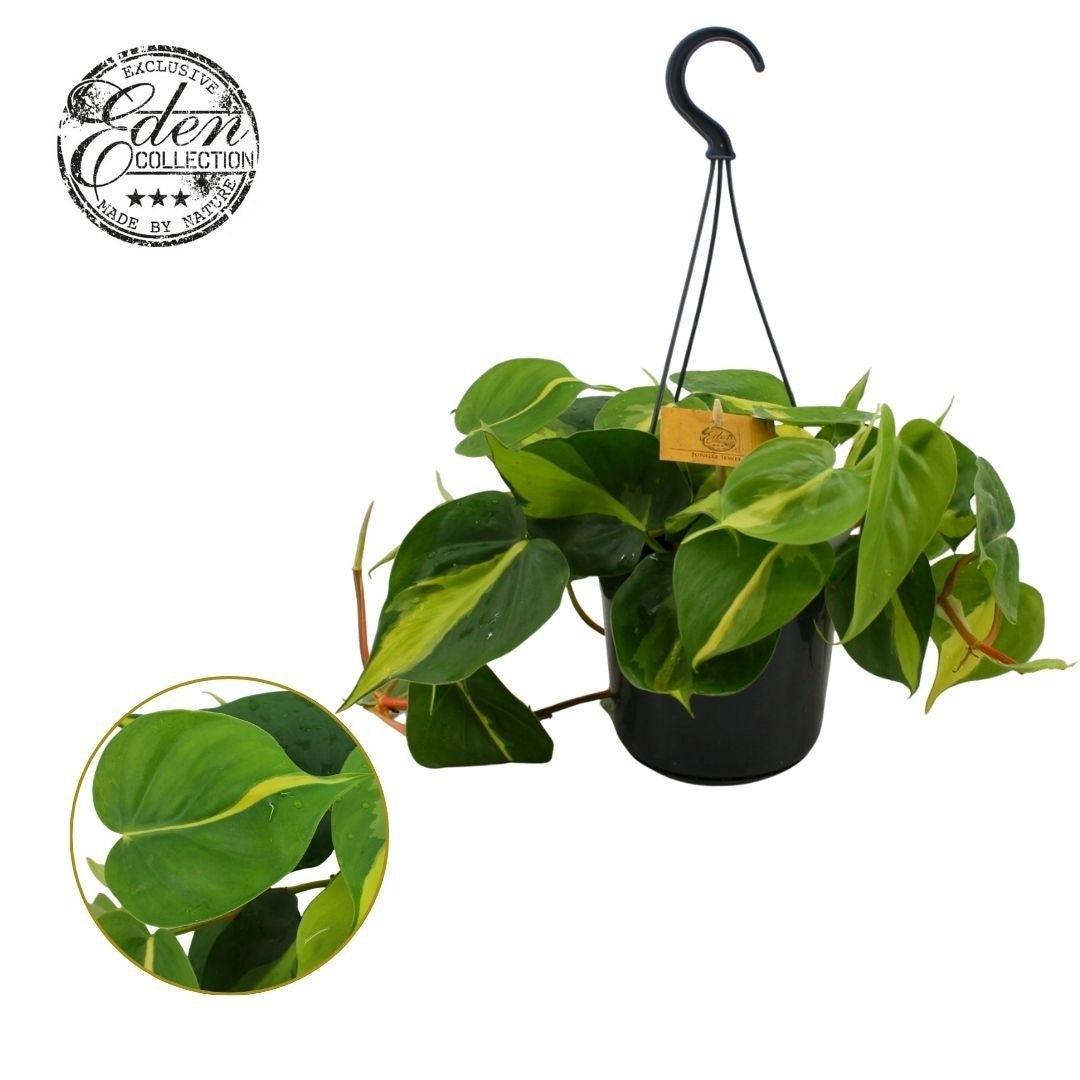 Philodendron Brasil 25cm 15cm Pot