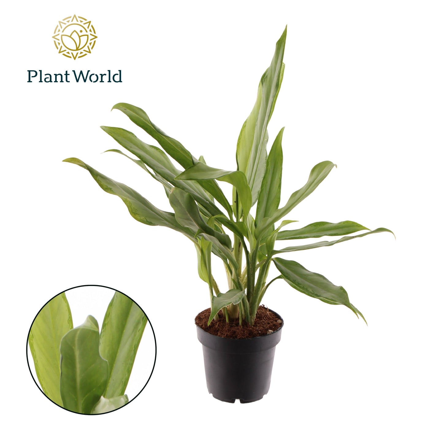 Aglaonema White Lance 35cm 12cm Pot