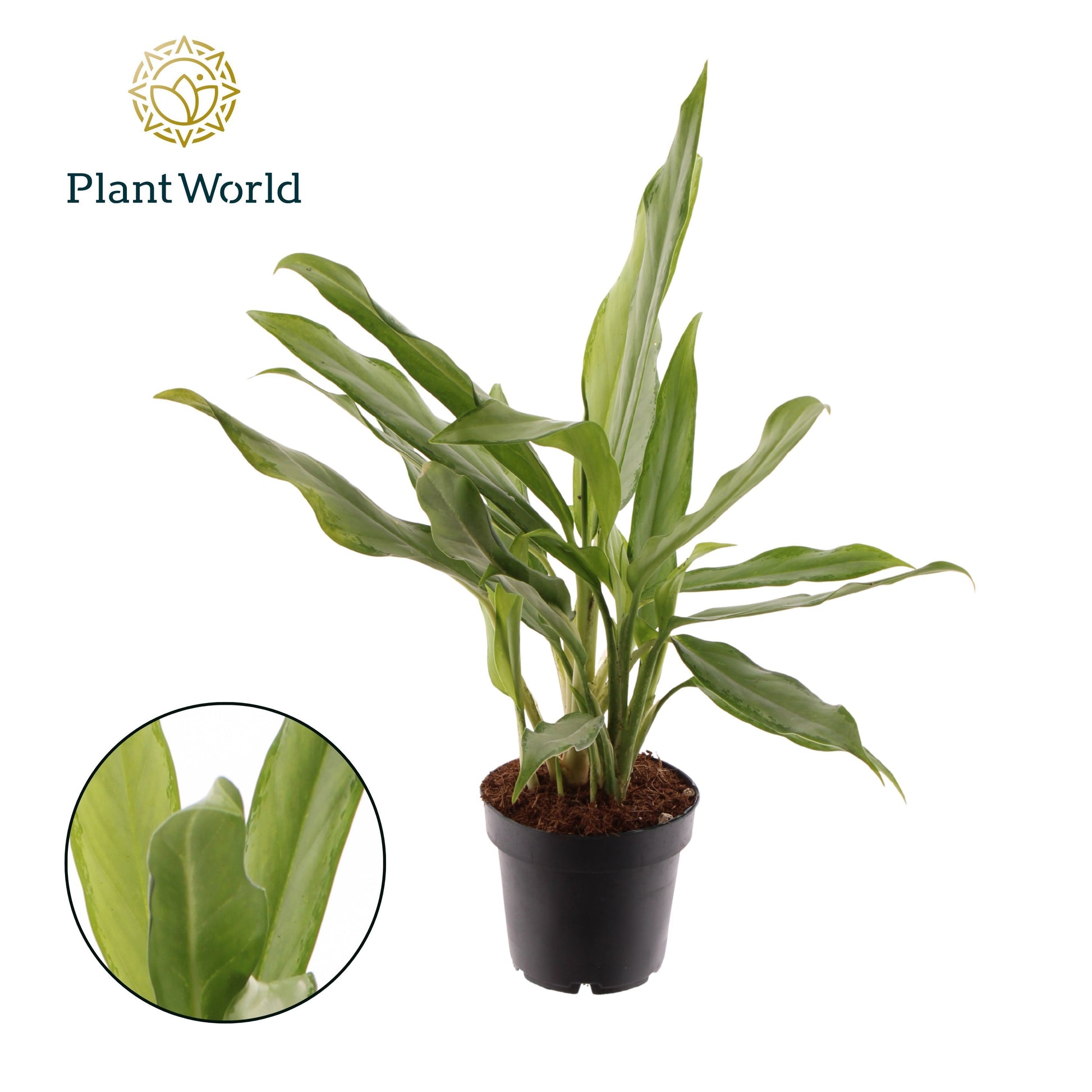 Aglaonema White Lance 35cm 12cm Pot