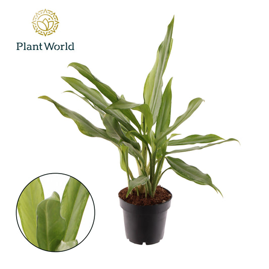 Aglaonema White Lance 35cm 12cm Pot
