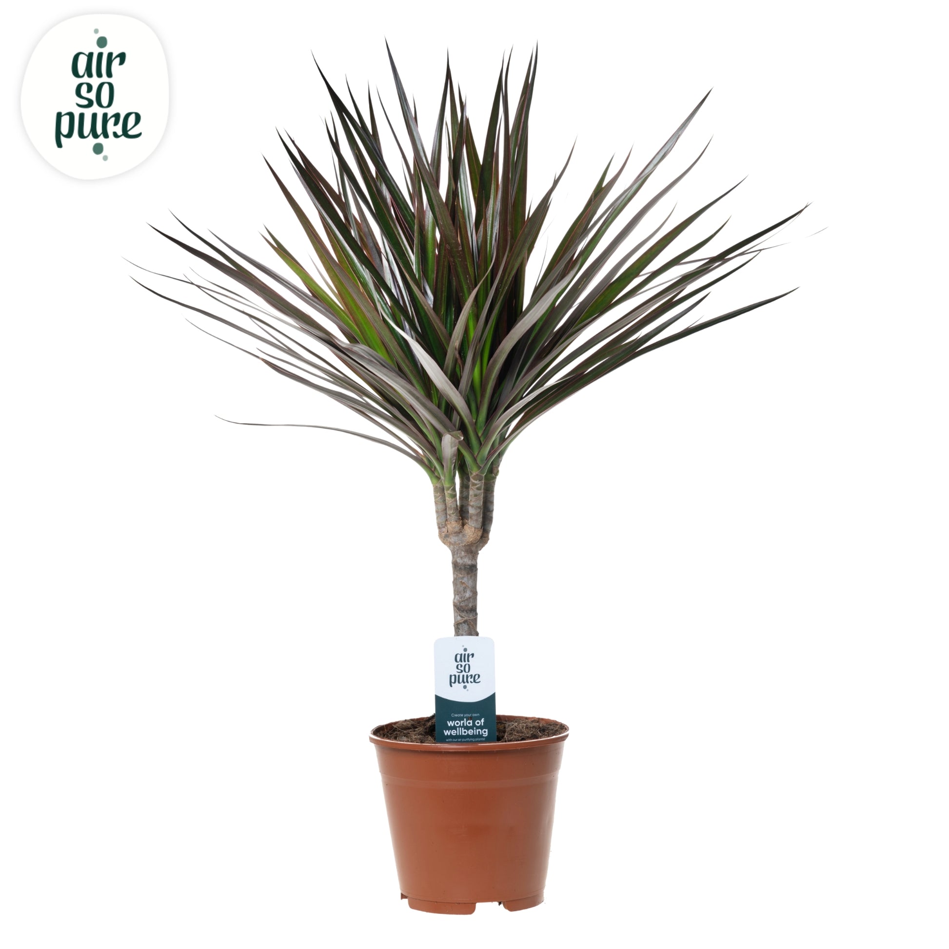 Dracaena Magenta 55cm 14cm Pot