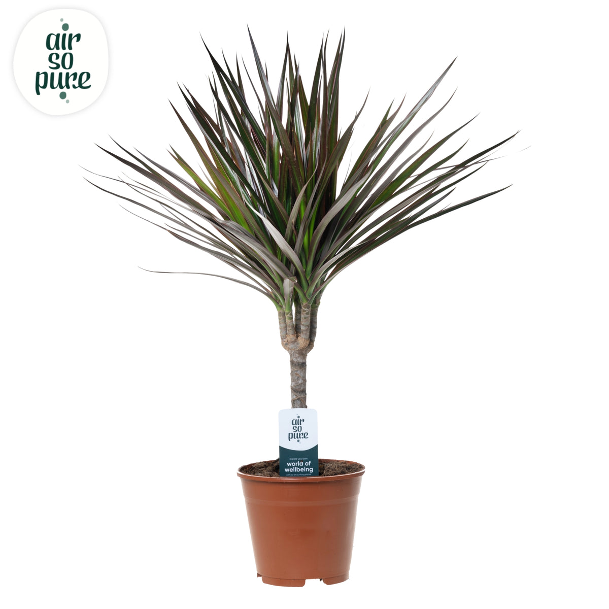 Dracaena Magenta 55cm 14cm Pot