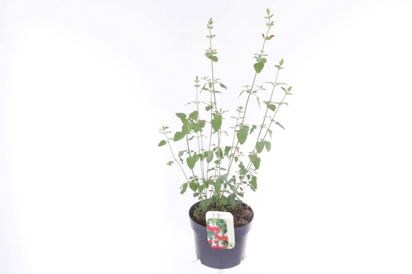 Salvia microphylla 60cm 17cm Pot