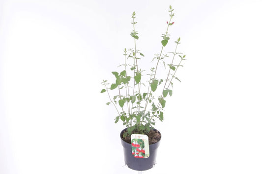 Salvia microphylla 60cm 17cm Pot