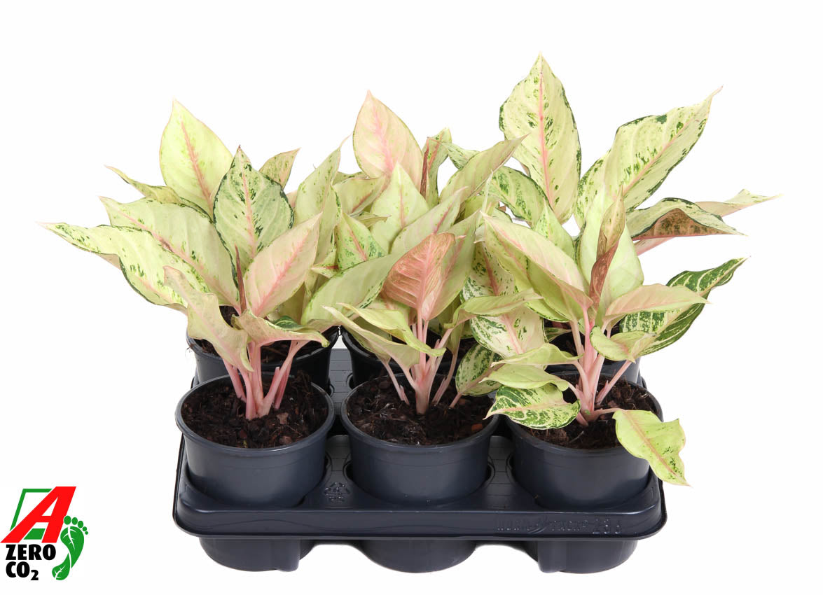 Aglaonema Hybrid 30cm 13cm Pot