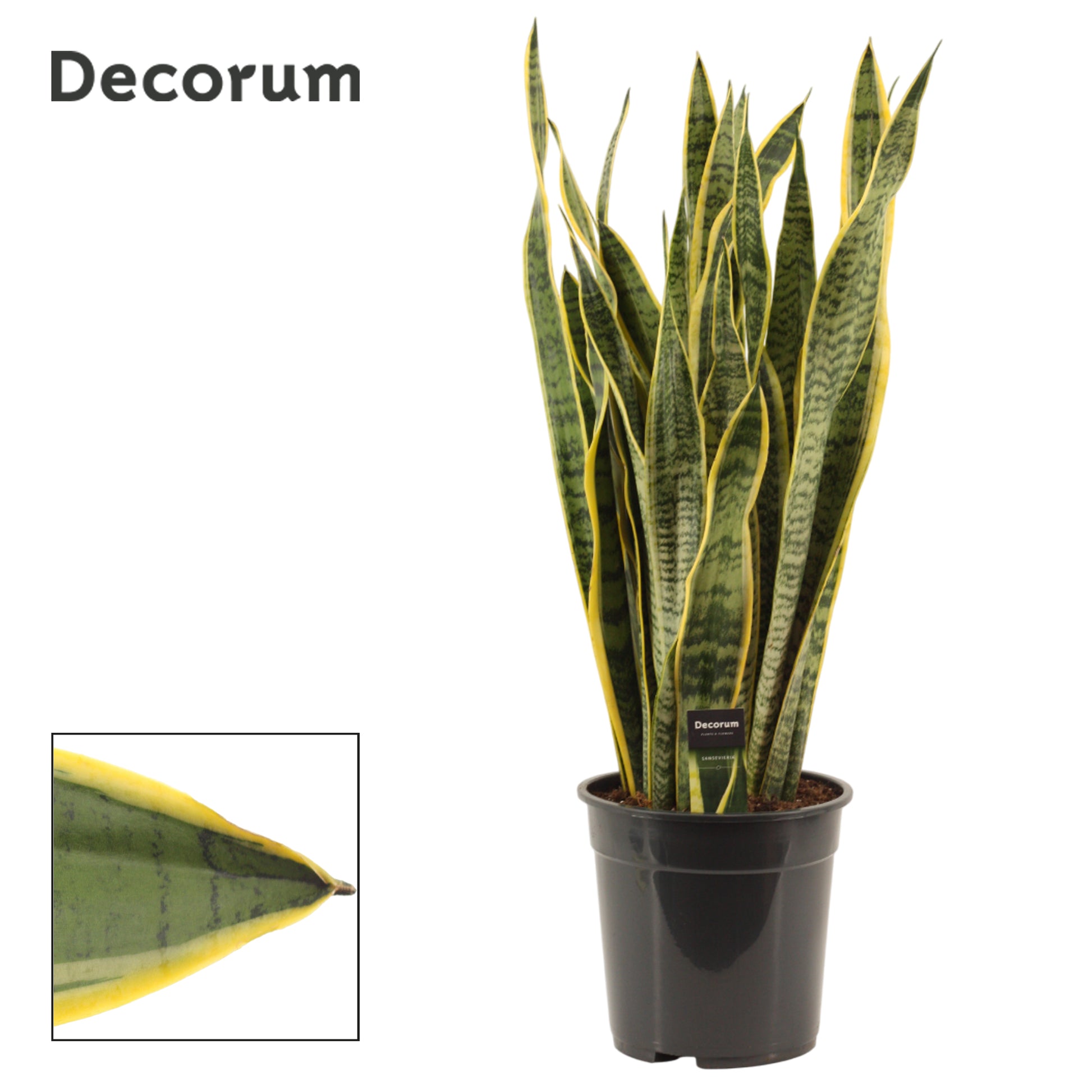 Sansevieria Laurentii 85cm 24cm Pot