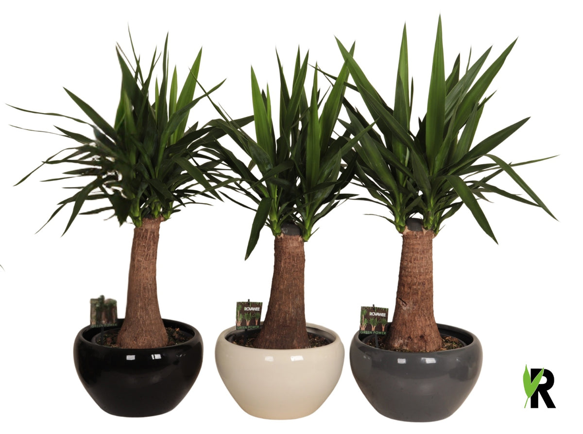 Yucca branched 90cm 32cm Pot