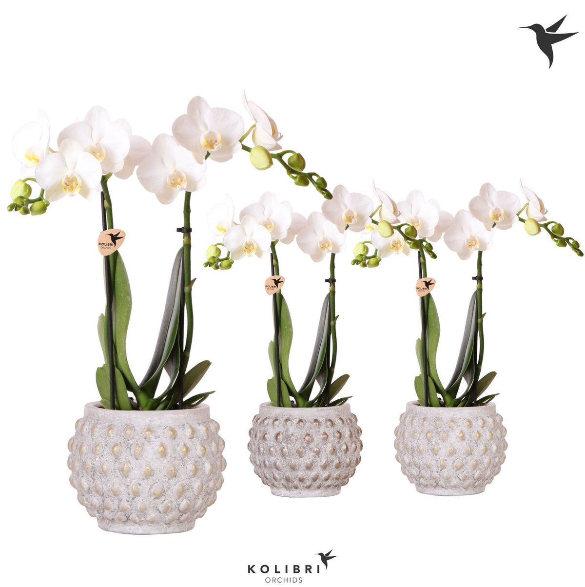 Phalaenopsis multiflora white 40cm 9cm Pot