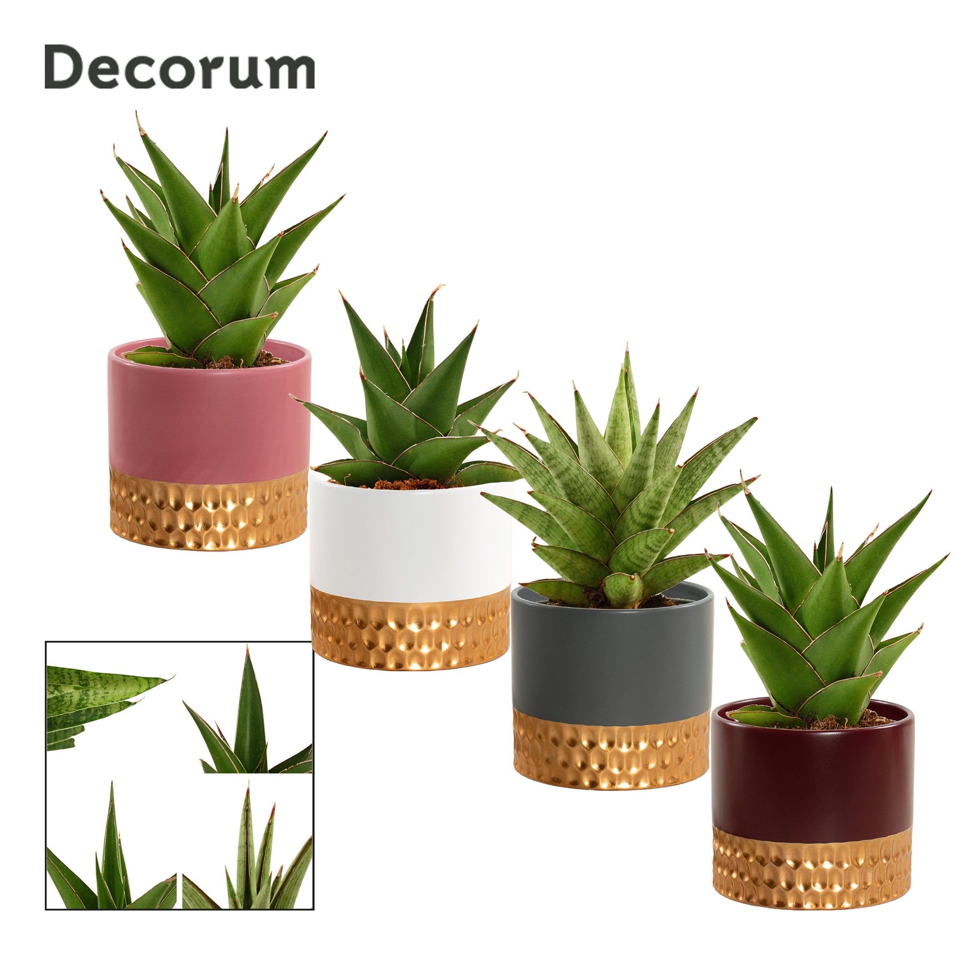 Sansevieria 15cm 9cm Pot