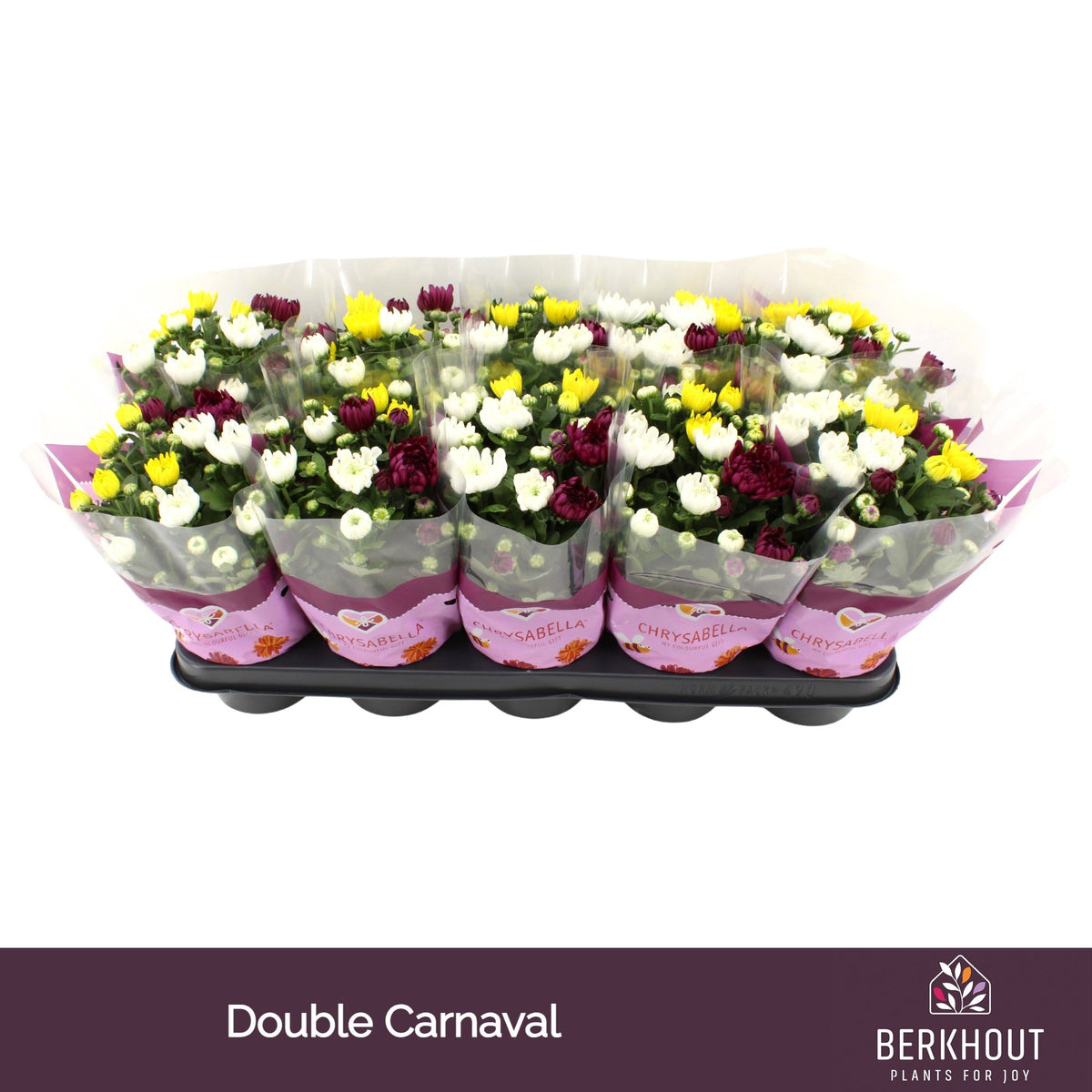 Chrysanthemum carnaval mix 26cm 12cm Pot