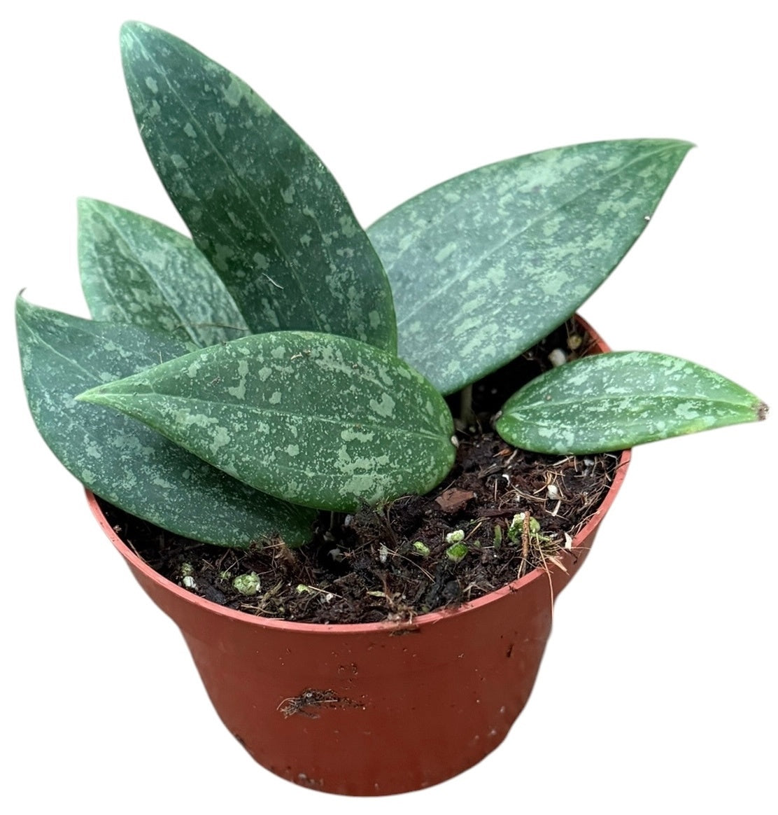 Hoya australis 15cm 10.5cm Pot