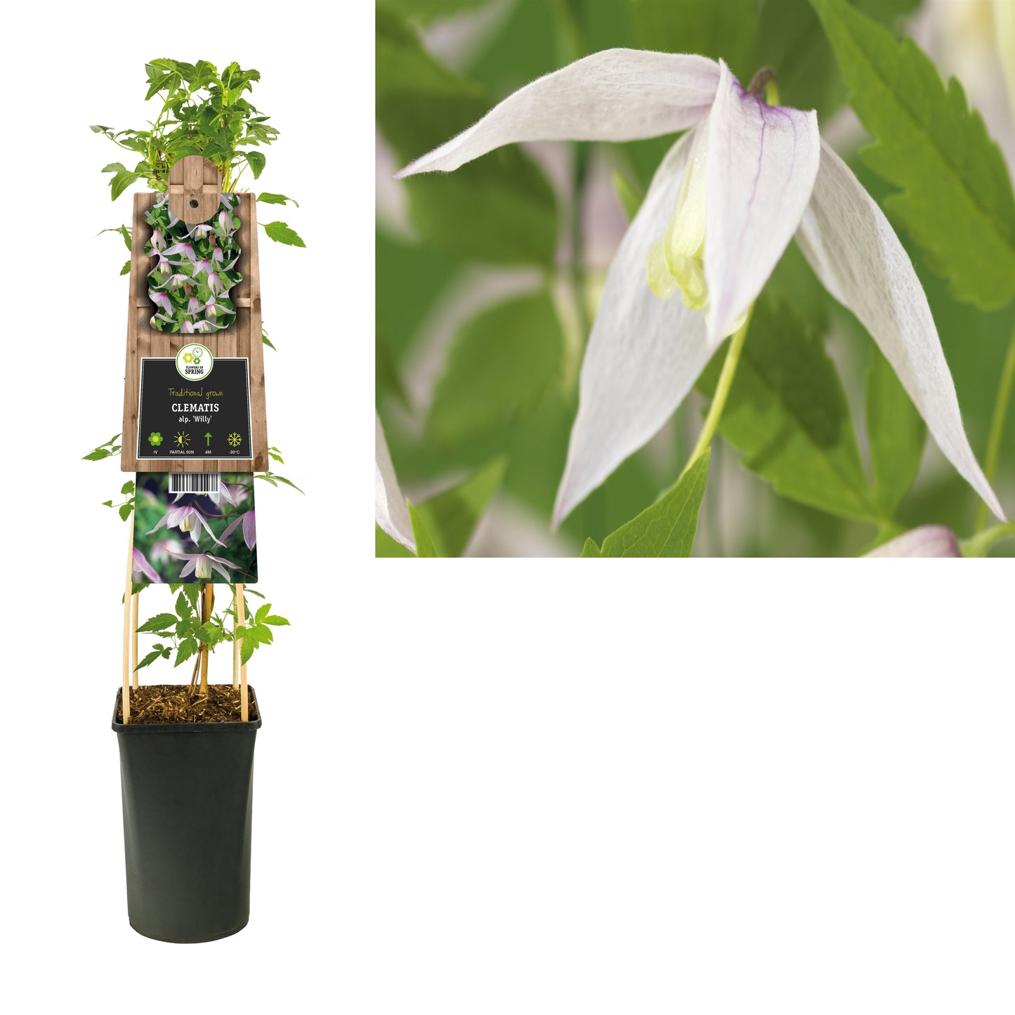 Clematis atr. Willy 75cm 17cm Pot
