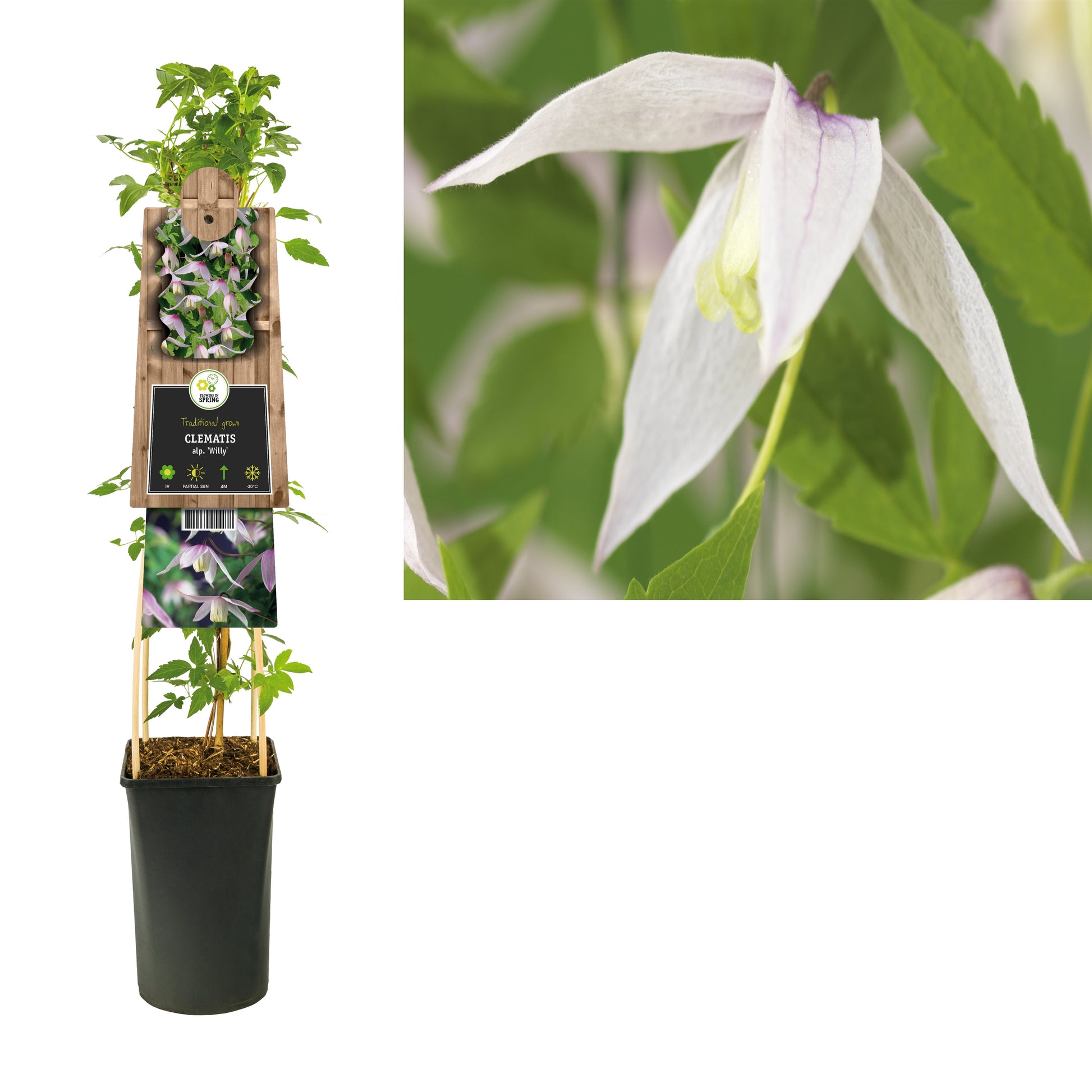 Clematis atr. Willy 75cm 17cm Pot