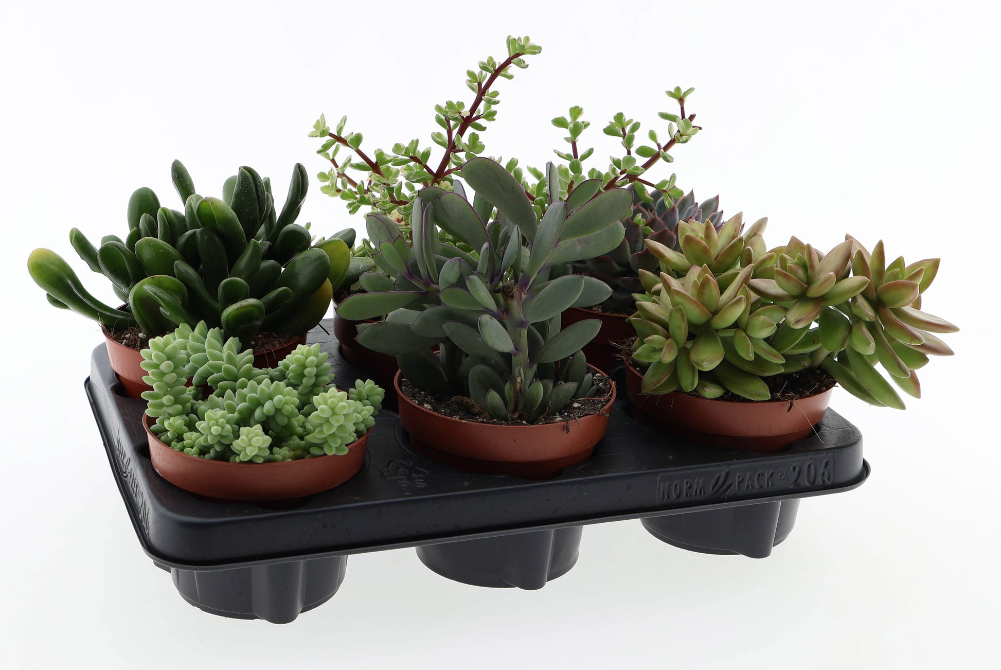 Euro Cactus Holland Bv Succulenten mix Pack of 6