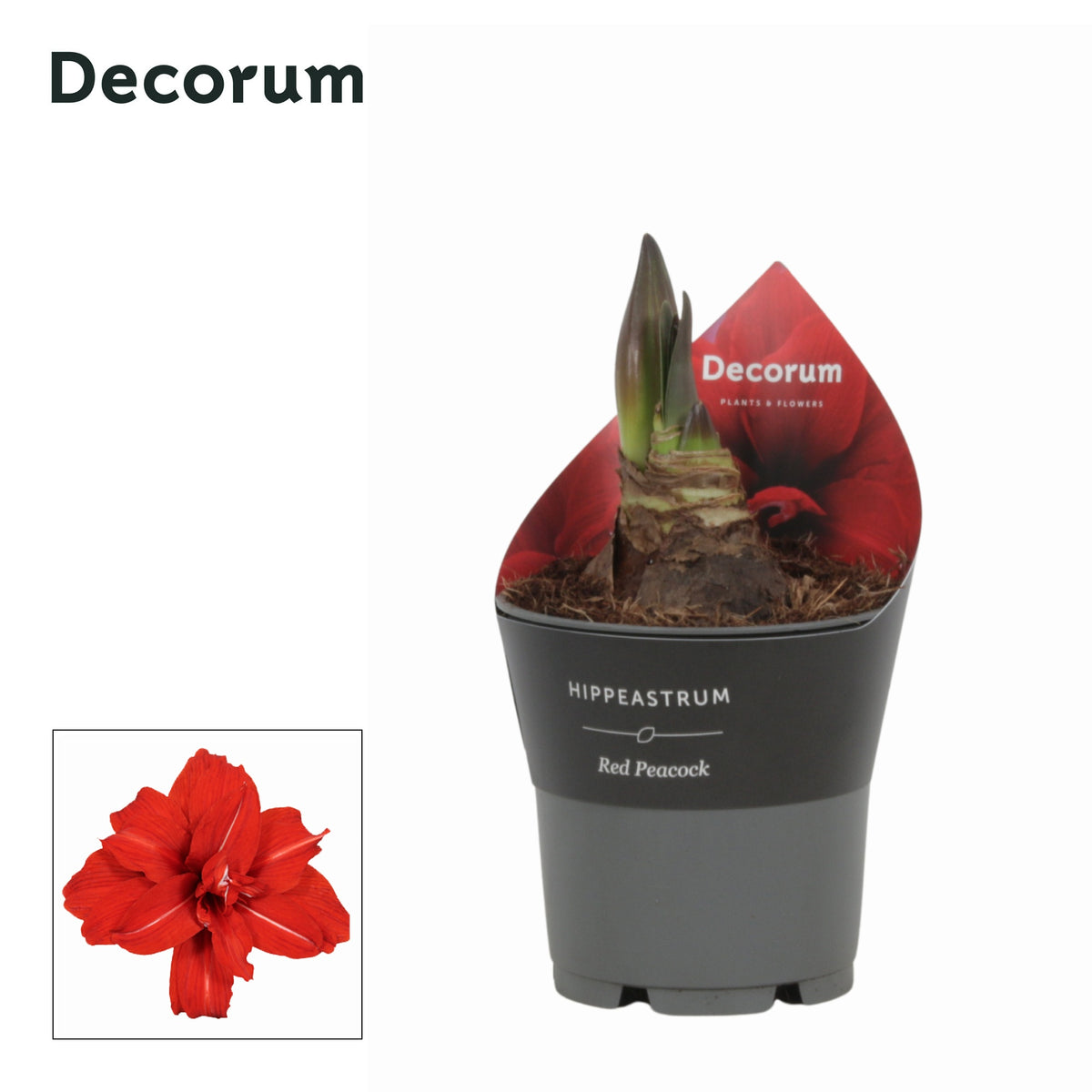 Hippeastrum Red Peacock 25cm 12cm Pot