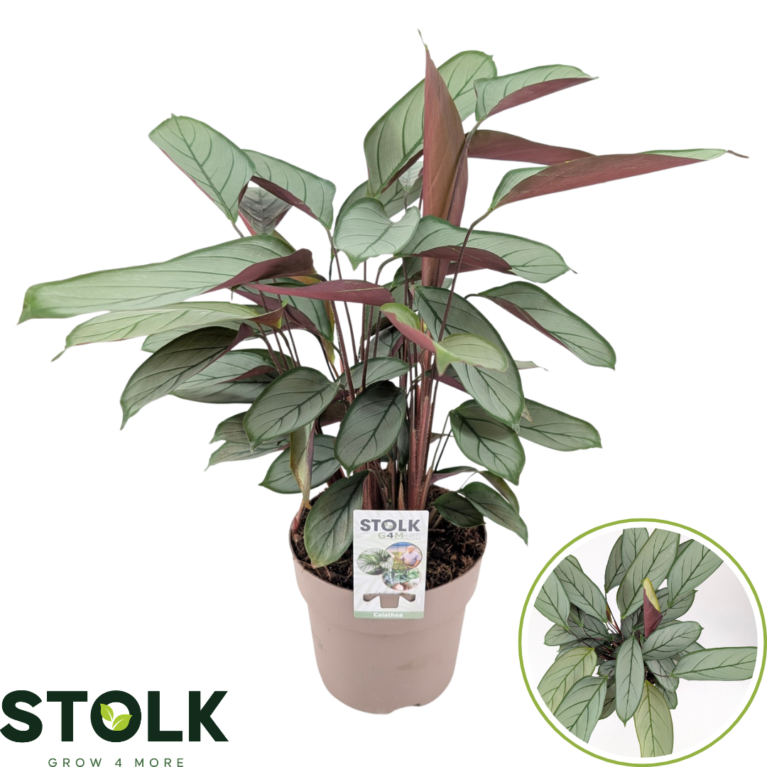 Ctenanthe set. Green Flag 60cm 17cm Pot