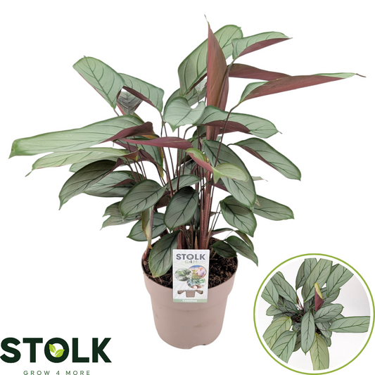 Ctenanthe set. Green Flag 60cm 17cm Pot