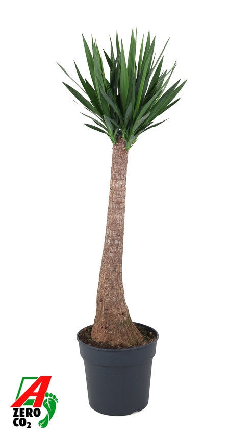 Yucca elephantipes 140cm 34cm Pot
