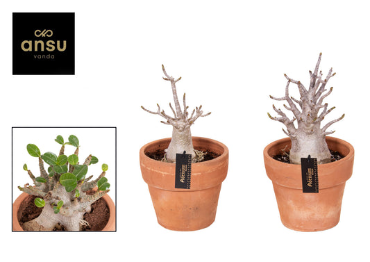 Ansu Adenium obe. Ansu Baobab Pack of 1