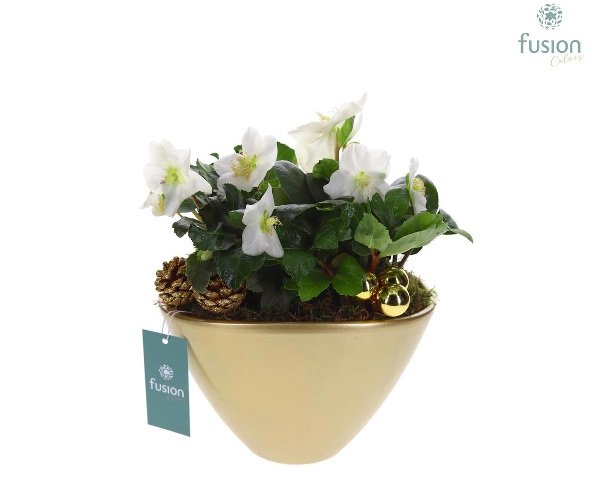 Keramiek bootpot Large goud Kerst met Helleborus 35cm 23cm Pot