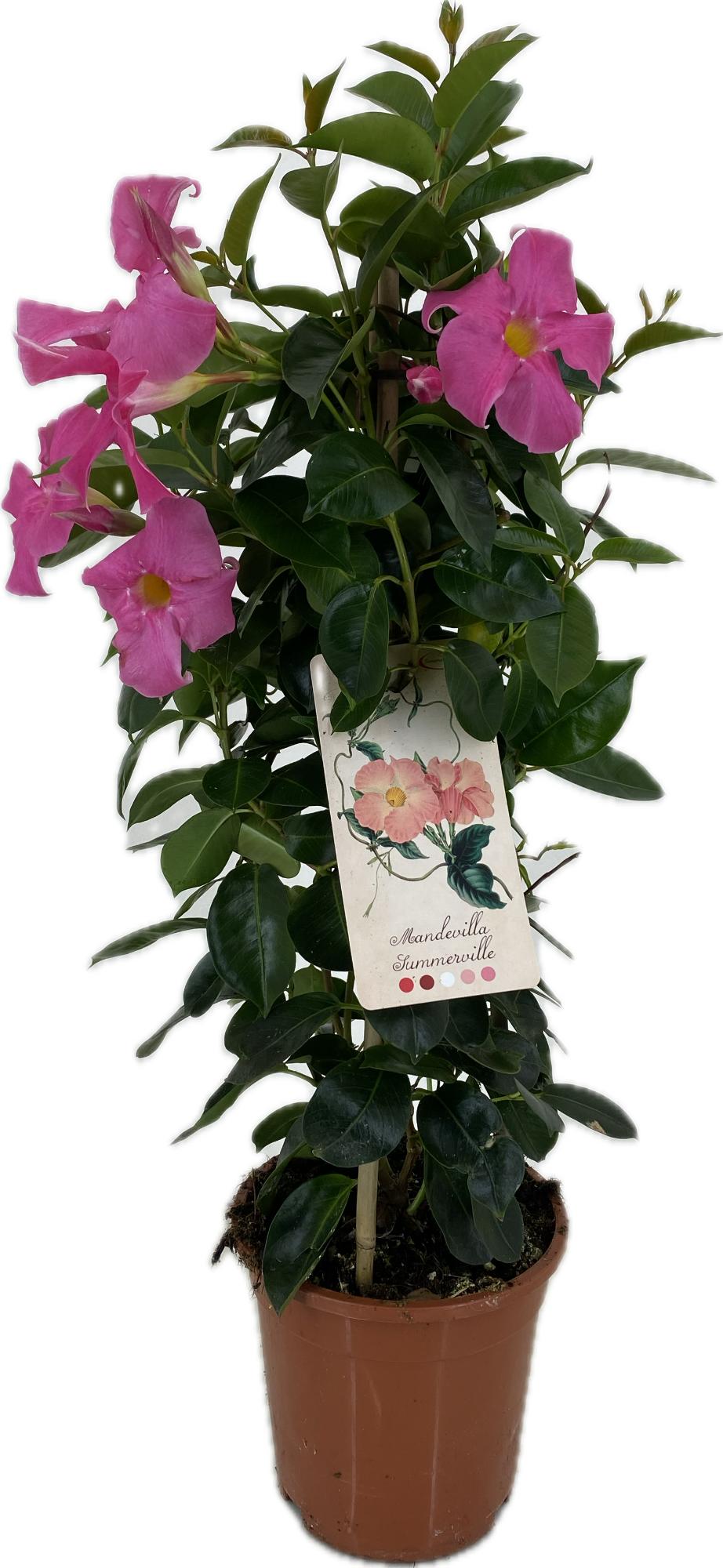 Mandevilla Rio Pink 60cm 17cm Pot