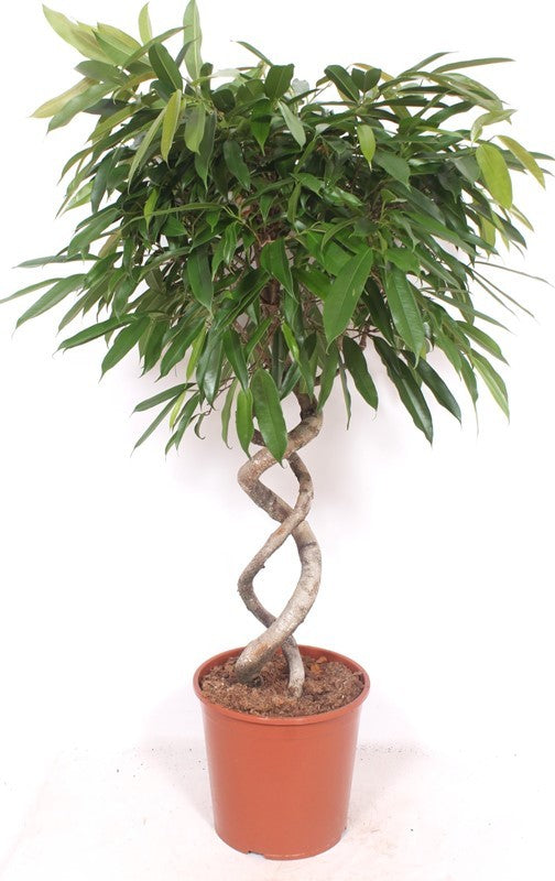 Ficus Amstel King 140cm 30cm Pot