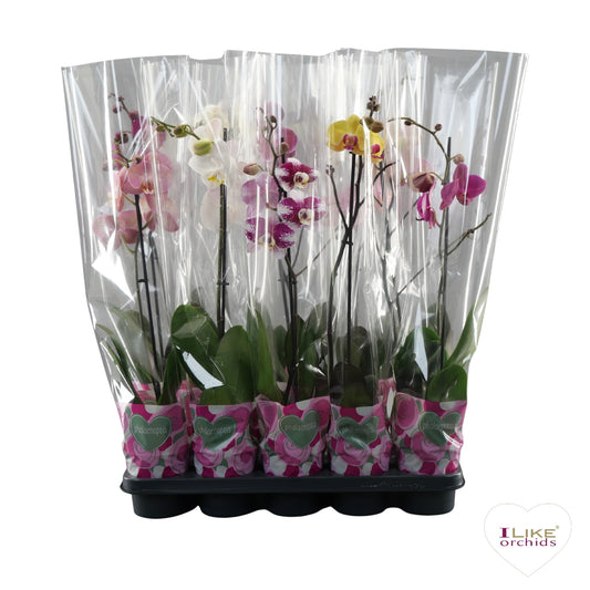 Phalaenopsis mix 45cm 12cm Pot