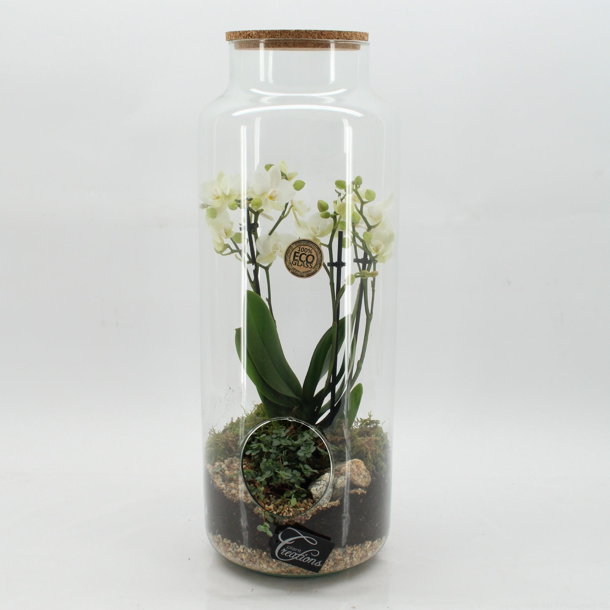 PHAL-2613W Phalaenopsis creatie terrarium 50cm 19cm Pot