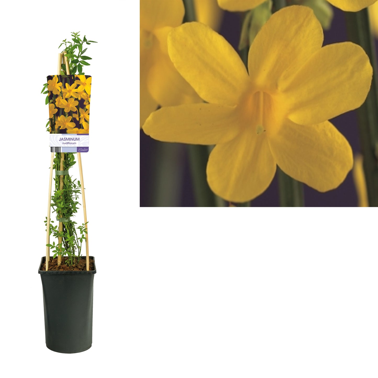 Jasminum nudiflorum 75cm 17cm Pot