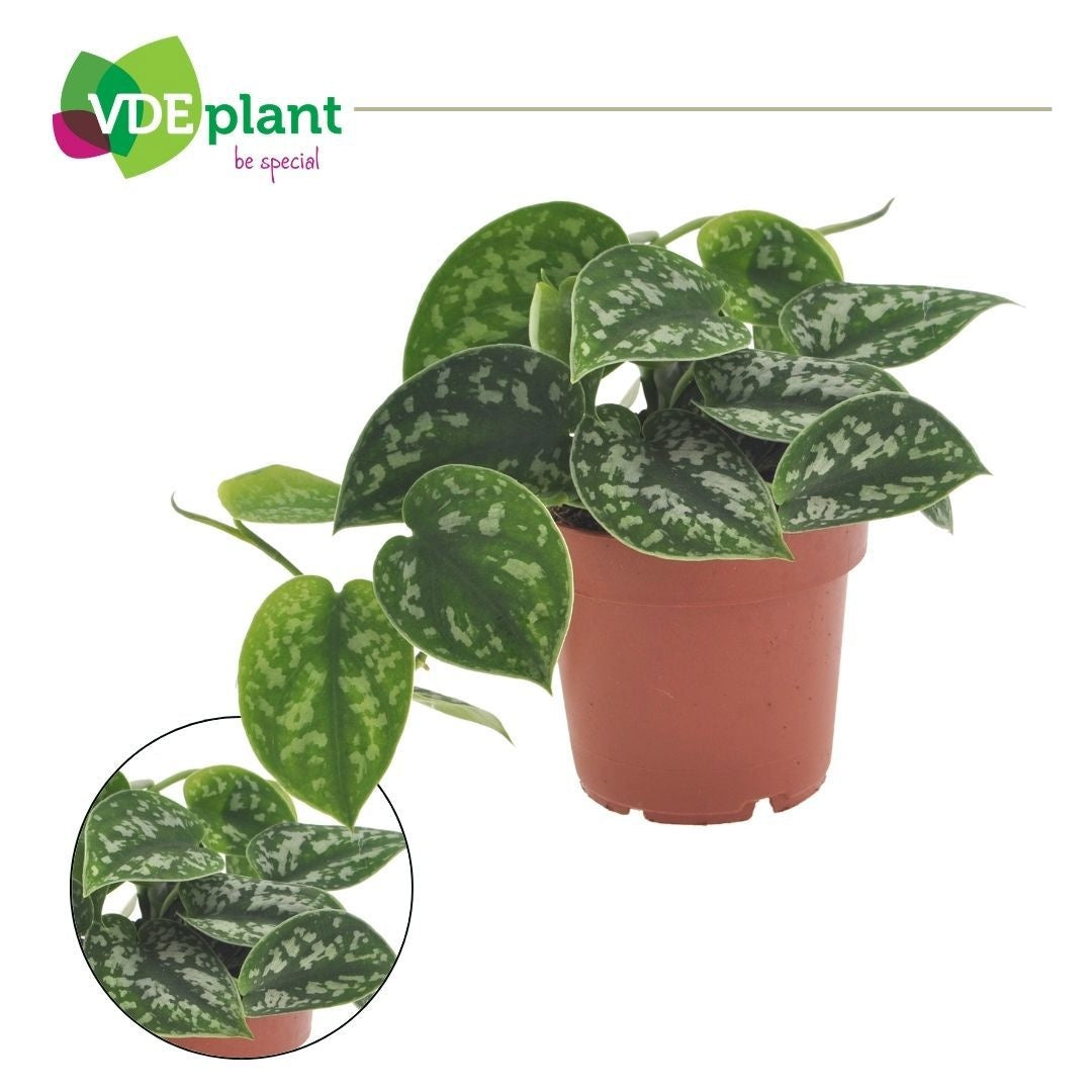 Scindapsus pic. Trebie 12cm Pot