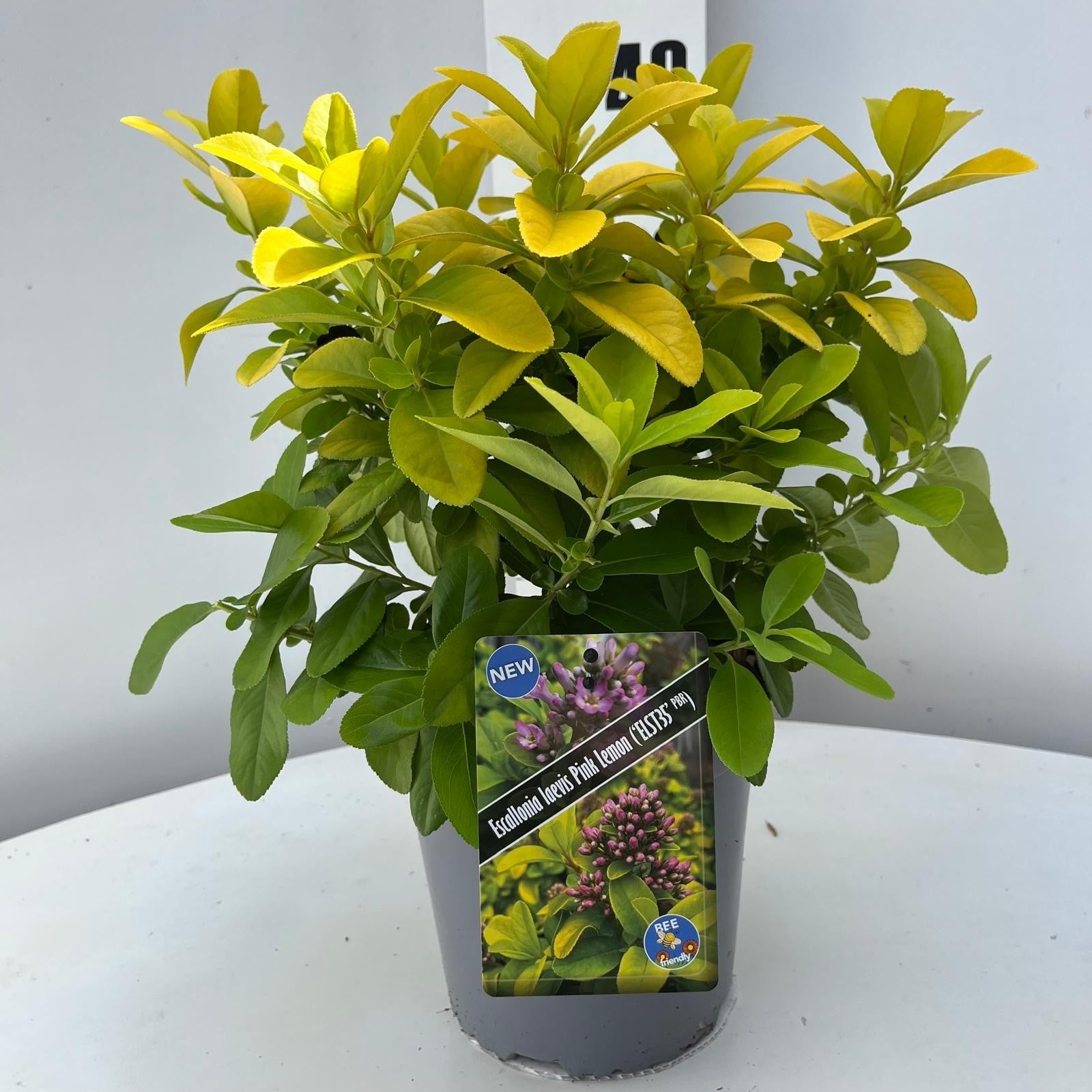 Escallonia Pink Elle 30cm 17cm Pot