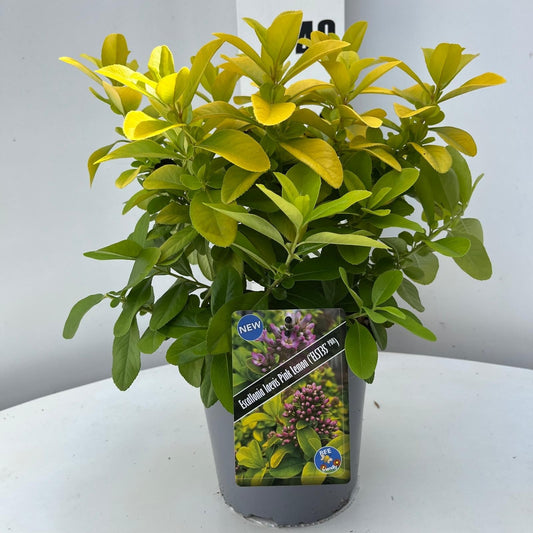 Escallonia Pink Elle 30cm 17cm Pot