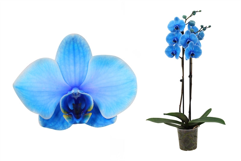 Phalaenopsis Hybrid 55cm 12cm Pot