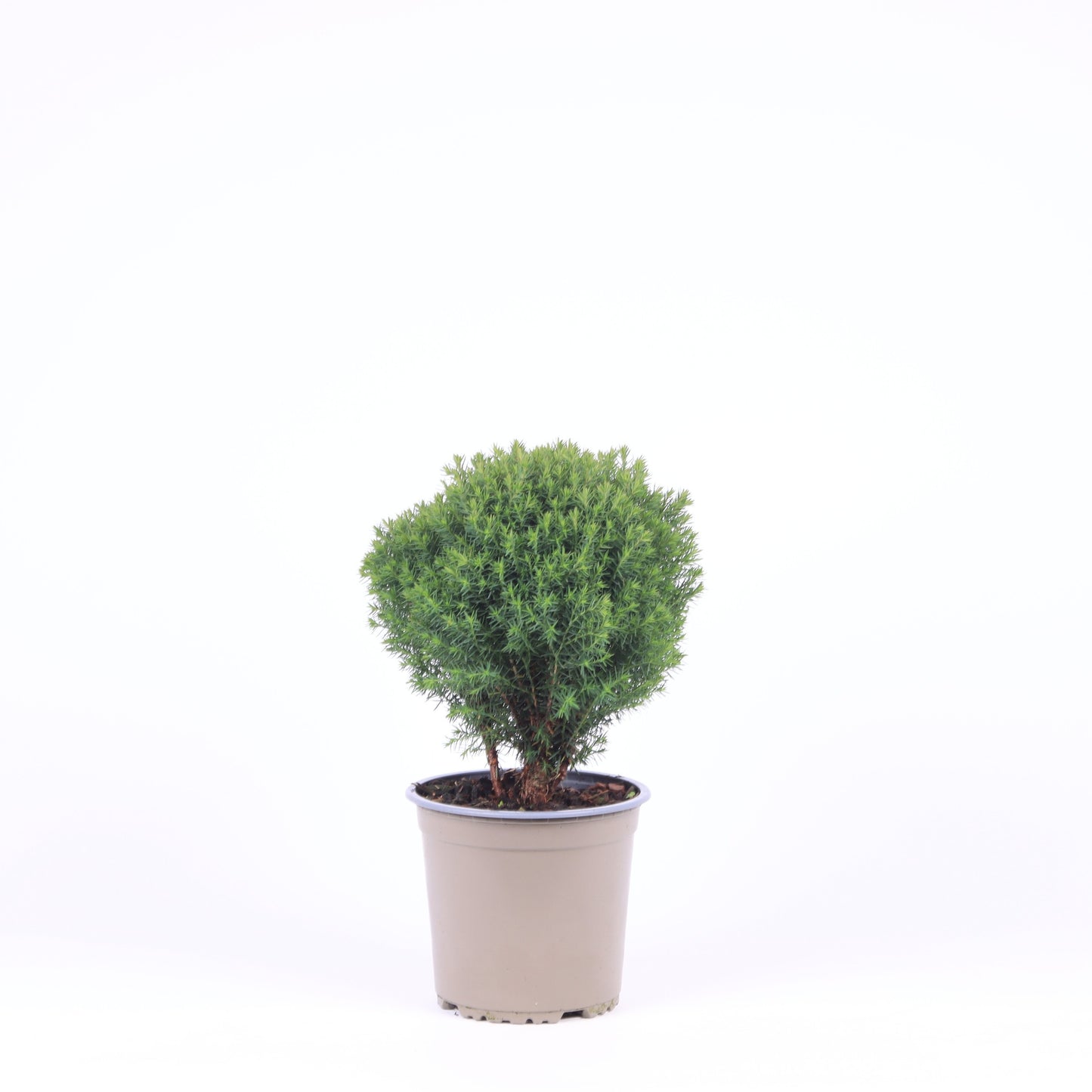 Thuja occidentalis Teddy 30cm 15cm Pot