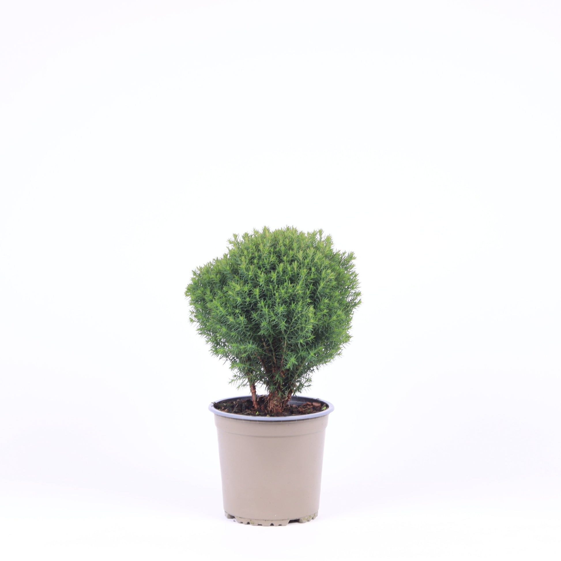 Thuja occidentalis Teddy 30cm 15cm Pot
